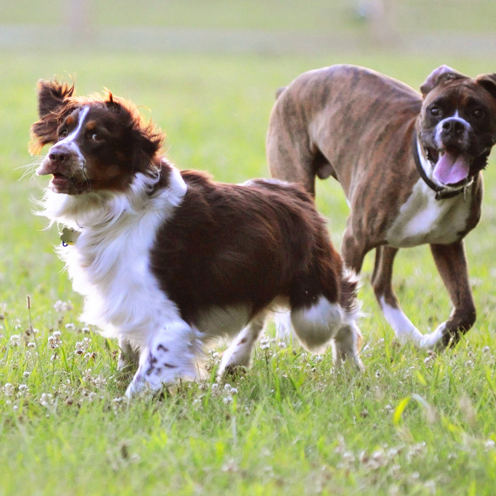 two dogs playing