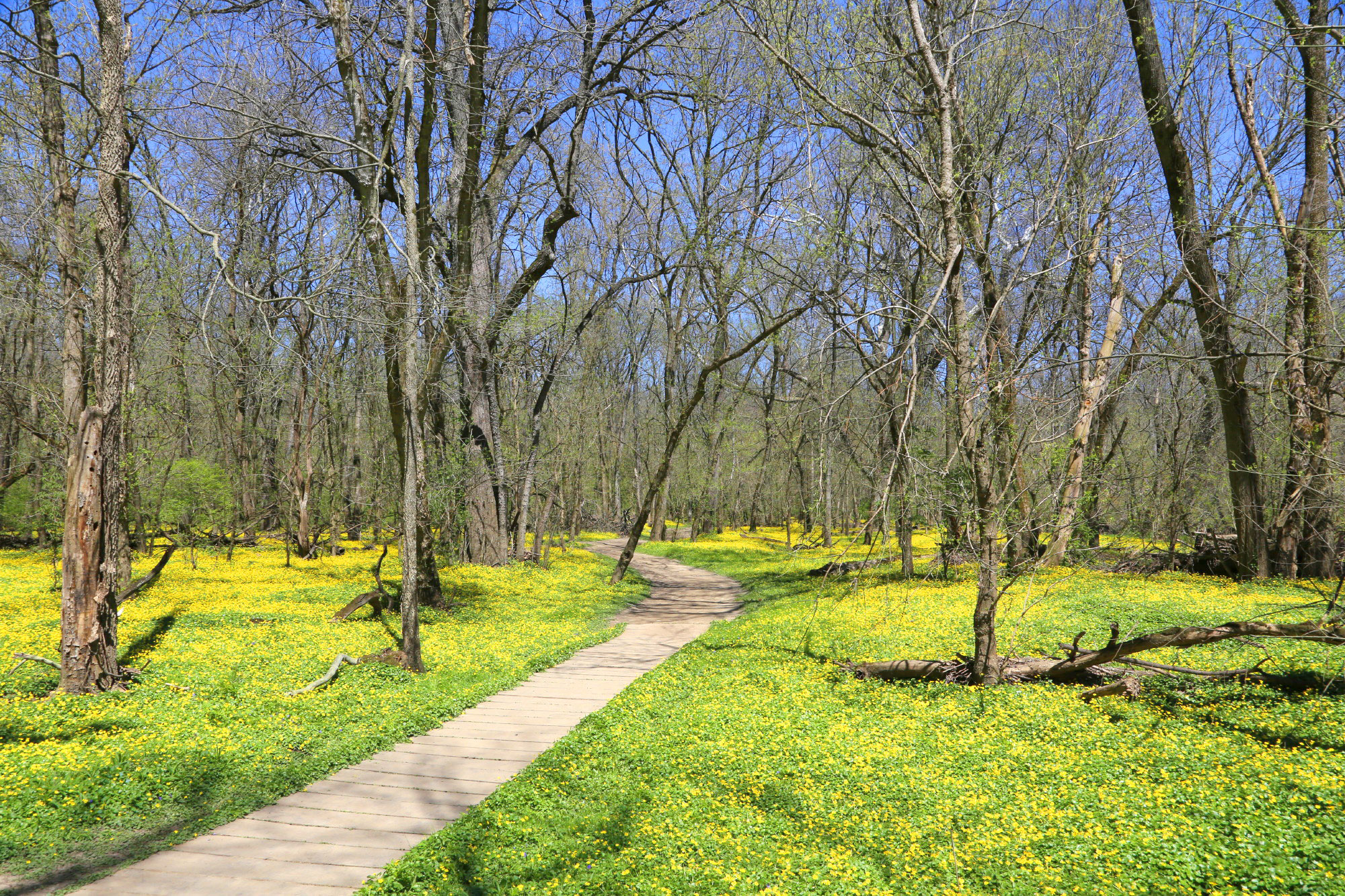 lesser-celendine-in-woods