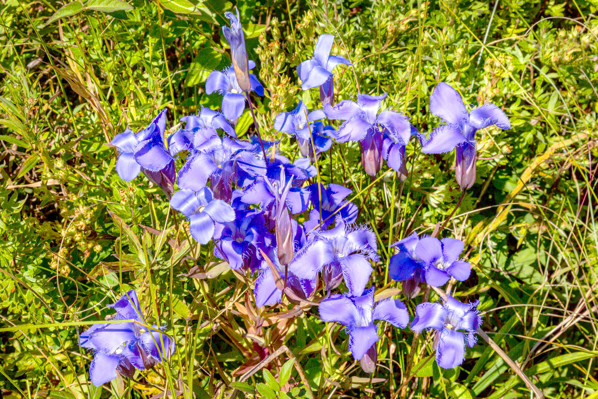 fringed-gentian