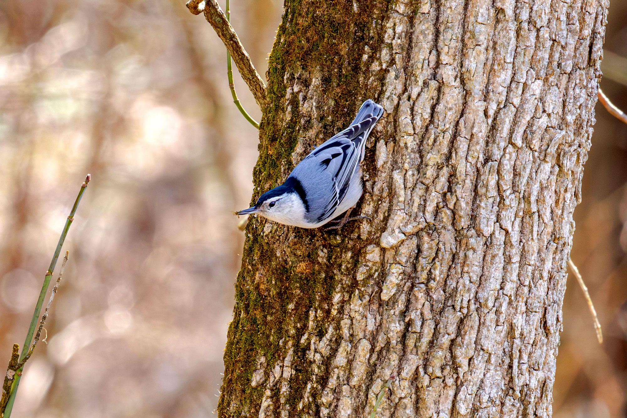 nuthatch on tree