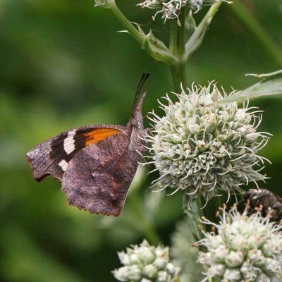 James Ranch Park - American snout