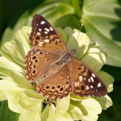 James Ranch Park - hackberry emperor