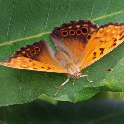 James Ranch Park - tawny emperor