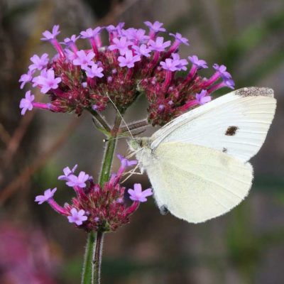 James Ranch Park - cabbage white