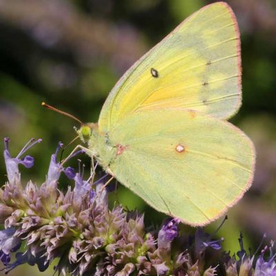 James Ranch Park - clouded sulphur