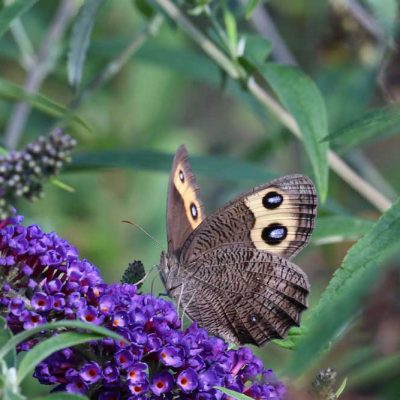 James Ranch Park - common wood nymph