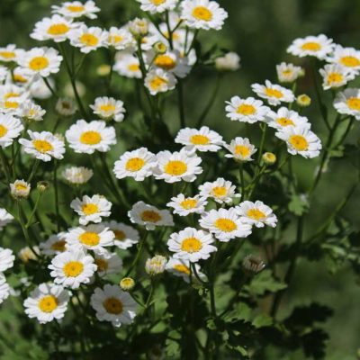 James Ranch Park - feverfew