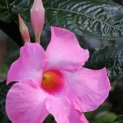 James Ranch Park - mandevilla