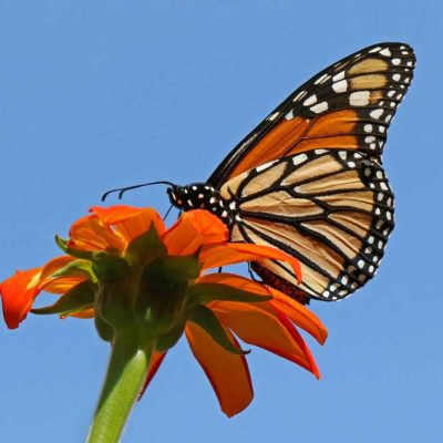 James Ranch Park - monarch