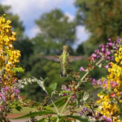 James Ranch Park - ruby-throated hummingbird