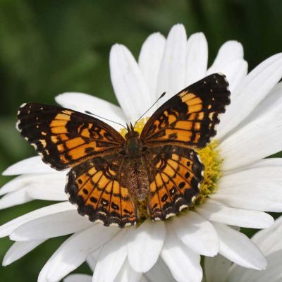 James Ranch Park - silvery checkerspot