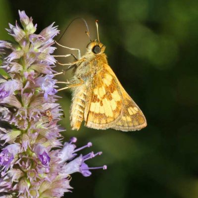 James Ranch Park - skipper