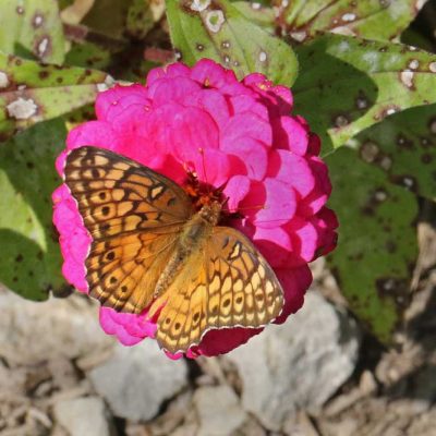 James Ranch Park - variegated fritillary