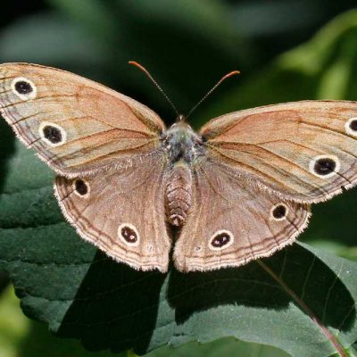 James Ranch Park - wood nymph