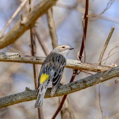 Beaver Creek Wetlands -myrtle warbler