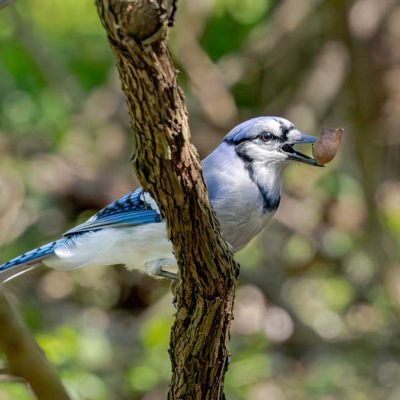 Beaver Creek Wetlands - blue jay