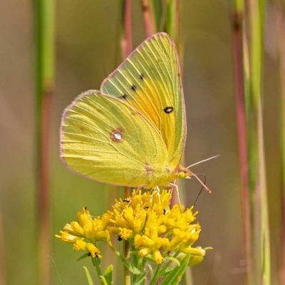 Cemex Reserve - orange sulphur