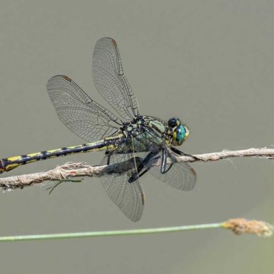 Cemex Reserve - unicorn clubtail