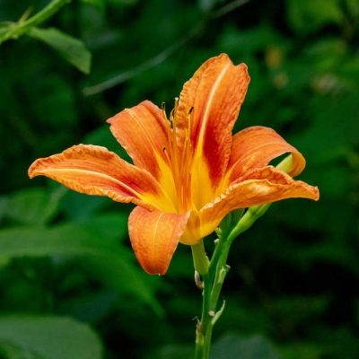 Koogler Wetland Prairie - daylily