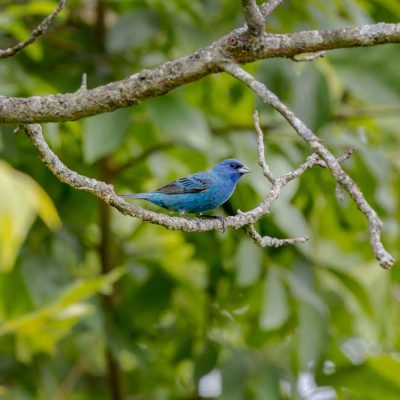 Koogler Wetland Prairie - indigo bunting