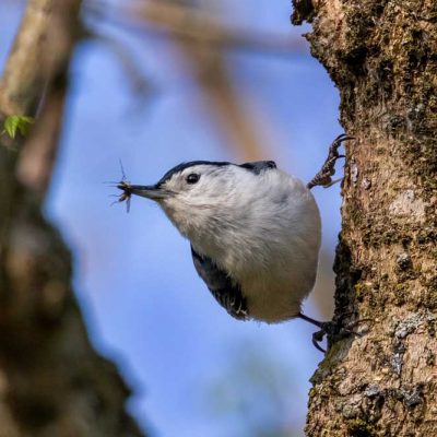 Koogler Wetland Prairie - nuthatch