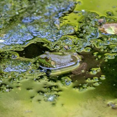 Narrows Reserve - American bullfrog