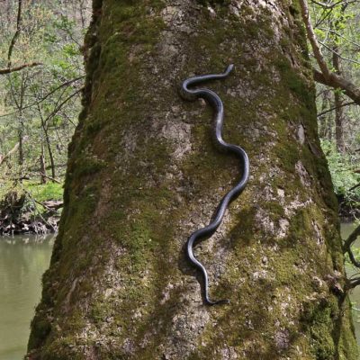 Narrows Reserve - black ratsnake