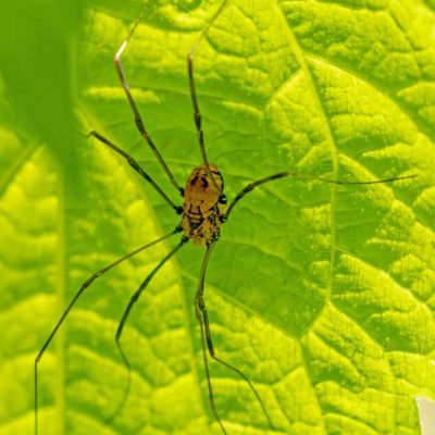 Narrows Reserve - daddy longlegs - harvestman