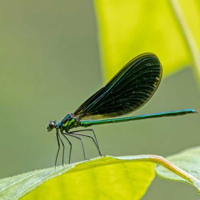 Narrows Reserve - ebony jewelwing