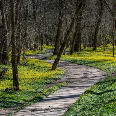 Narrows Reserve - lesser celandine