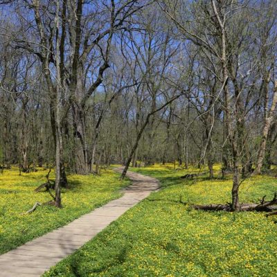 Narrows Reserve - lesser celandine