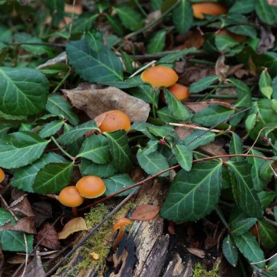 Narrows Reserve - mushrooms