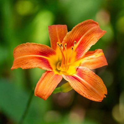 Narrows Reserve - wild daylily