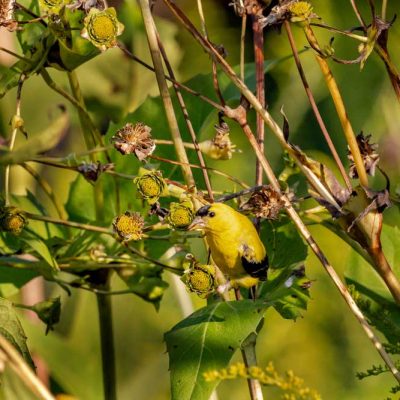 Pearl's Fen - American goldfinch