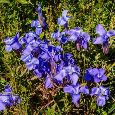 Pearl's Fen - fringed gentian