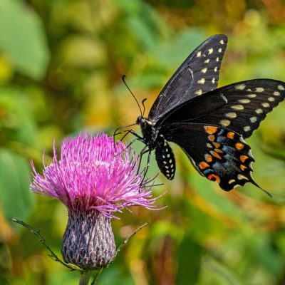 Pearl's Fen - black swallowtail on thistle