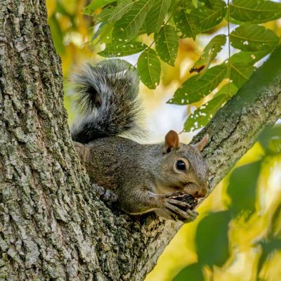 Pearl's Fen - eastern gray squirrel