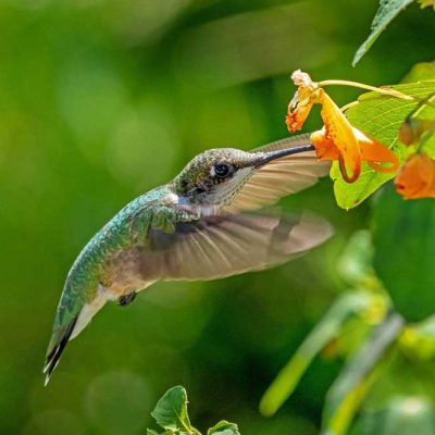 Pearl's Fen - ruby-throated hummingbird