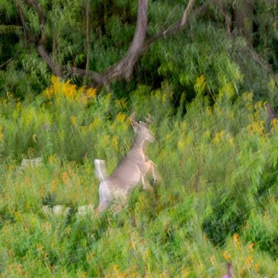 Pearl's Fen - white-tailed deer