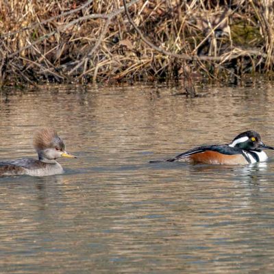 Phillip's Park - hooded merganser