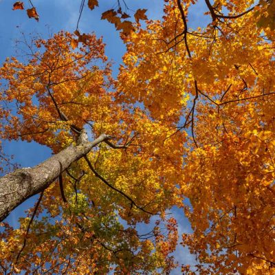 Russ Nature Reserve - fall