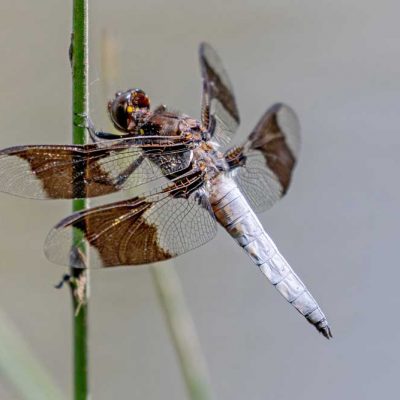 Spring Lakes Park - common whitetail