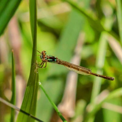 Spring Lakes Park - fragile forktail