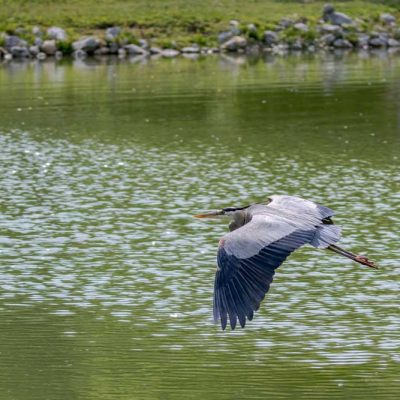 Spring Lakes Park - great blue heron