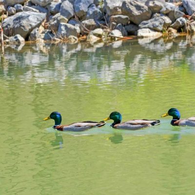 Spring Lakes Park - mallards