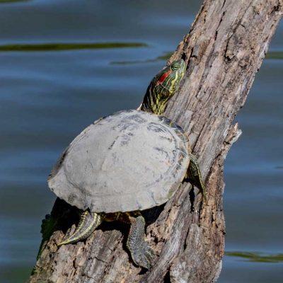 Spring Lakes Park - red-eared slider