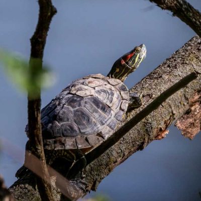 Spring Lakes Park - red-eared slider