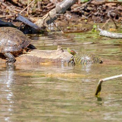 Spring Lakes Park - red-eared slider