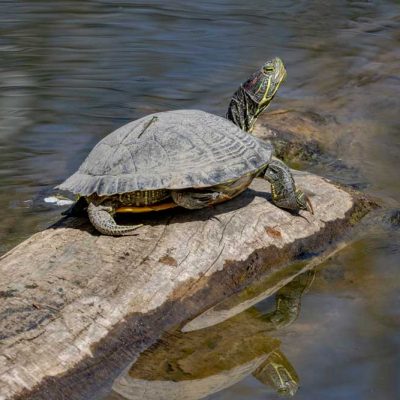 Spring Lakes Park - red-eared slider