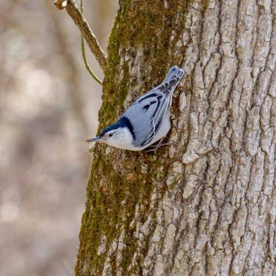 Spring Lakes Park - white-breasted huthatch